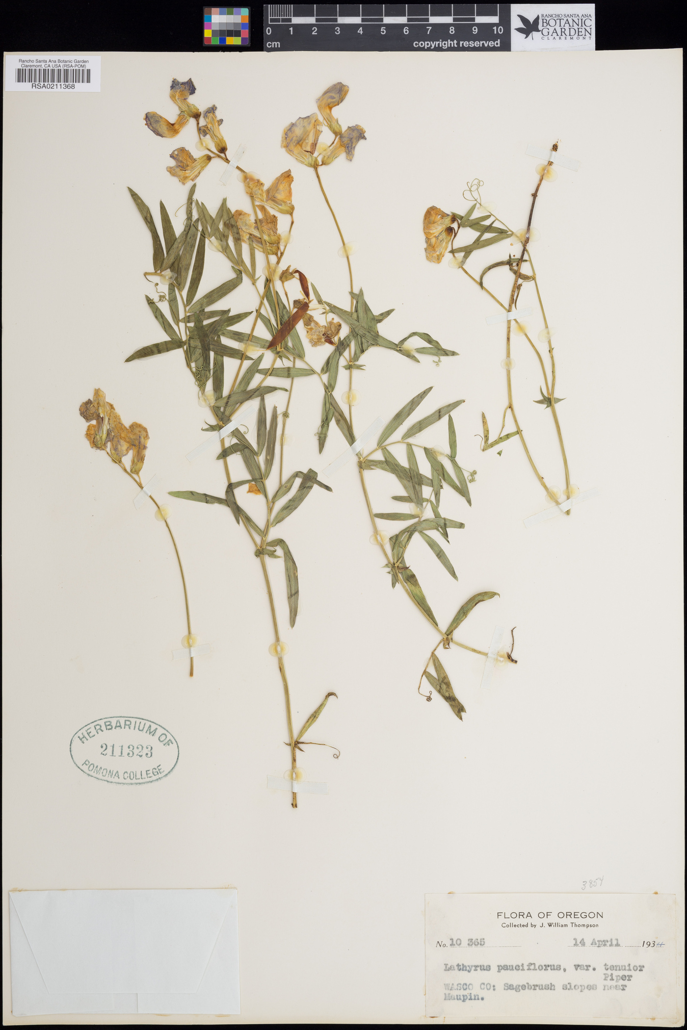 Lathyrus pauciflorus var. tenuior image
