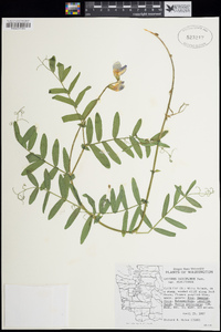 Lathyrus pauciflorus var. pauciflorus image
