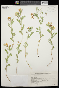 Lathyrus rigidus image