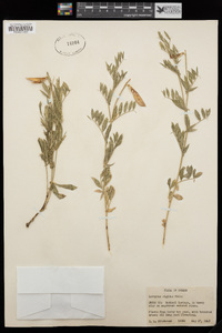 Lathyrus rigidus image