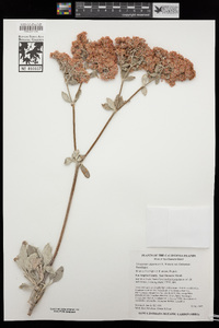 Eriogonum giganteum image