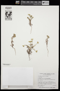 Cryptantha traskiae image