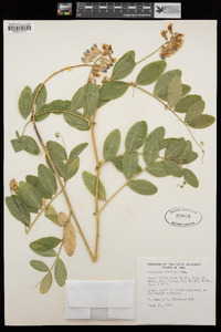 Lathyrus venosus image