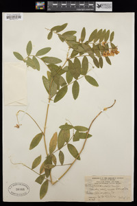 Lathyrus venosus image