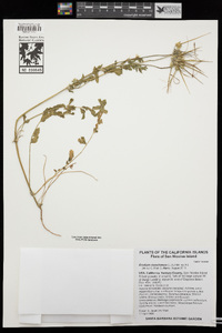 Erodium moschatum image