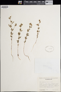 Lotus unifoliolatus var. unifoliolatus image