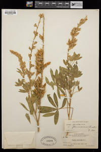 Lupinus sericeus var. flexuosus image