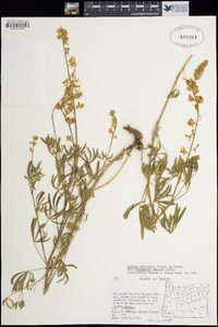 Lupinus albicaulis var. shastensis image