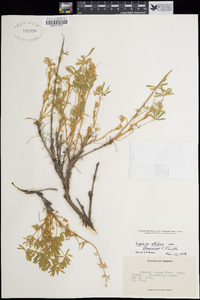 Lupinus albifrons var. flumineus image
