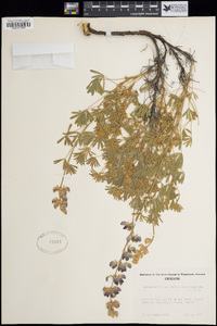 Lupinus albifrons var. flumineus image