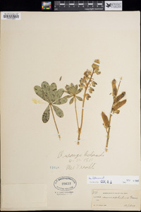 Lupinus ammophilus image