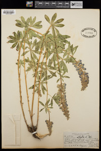 Lupinus alpestris image