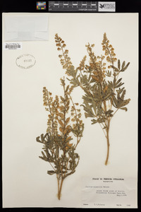 Lupinus alpestris image