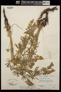 Lupinus arbustus subsp. neolaxiflorus image