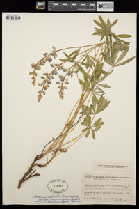 Lupinus arbustus image