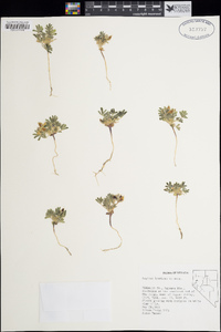 Lupinus brevicaulis image