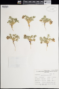 Lupinus brevicaulis image