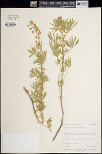 Lupinus argenteus image