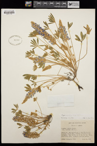 Lupinus aridus subsp. aridus image