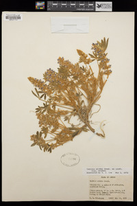 Lupinus aridus image