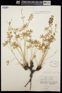 Lupinus argenteus var. laxiflorus image