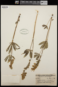 Lupinus arcticus image