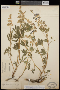 Lupinus arcticus image