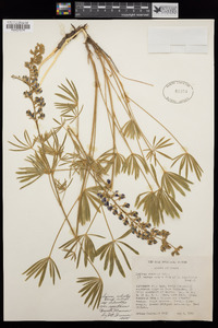 Lupinus arbustus var. montanus image