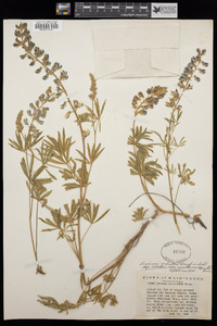 Lupinus arbustus var. montanus image