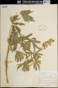 Lupinus bakeri subsp. amplus image