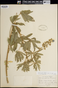 Lupinus bakeri image