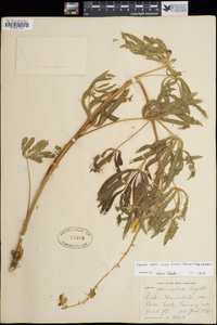 Lupinus bakeri image