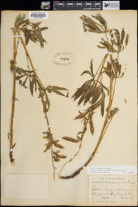 Lupinus bakeri subsp. amplus image