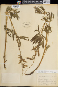 Lupinus bakeri image