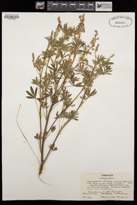 Lupinus argenteus image