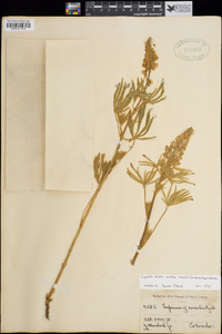 Lupinus bakeri image