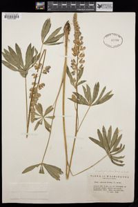 Lupinus burkei image