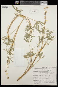 Lupinus argenteus var. laxiflorus image