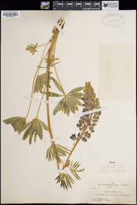 Lupinus burkei image