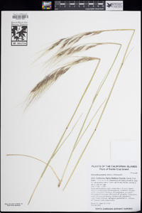 Stipa pulchra image