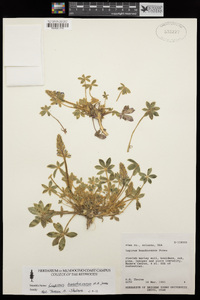 Lupinus huachucanus image