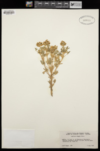 Lupinus kingii image