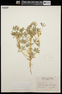 Lupinus kingii image