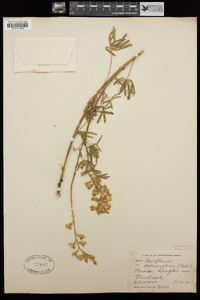 Lupinus calcaratus image