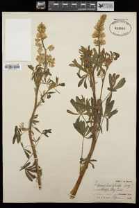 Lupinus argenteus var. laxiflorus image