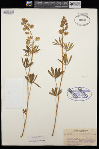 Lupinus latifolius var. columbianus image