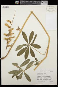 Lupinus latifolius image