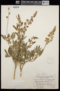 Lupinus latifolius image