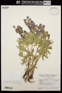 Lupinus latifolius var. subalpinus image