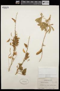 Lupinus sericeus var. thompsonianus image